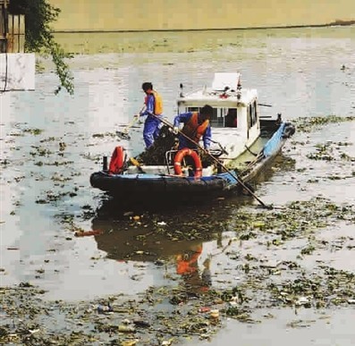 圍剿”景觀水域水葫蘆