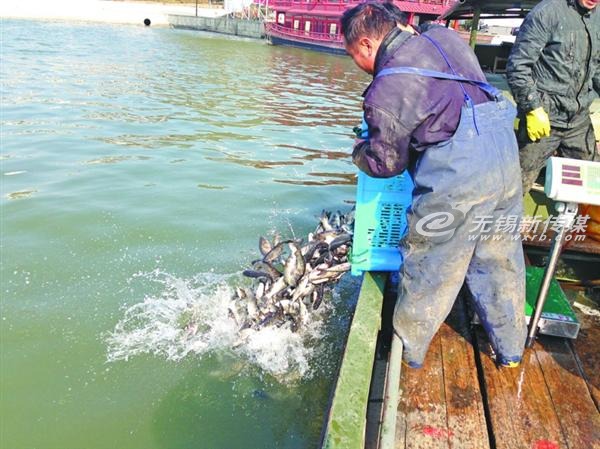 太湖放流魚苗，治理藍藻