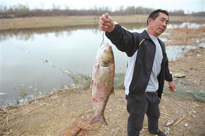 銀川愛伊河水污染，大量魚死亡