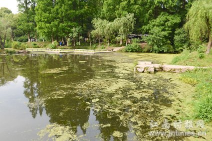 南京白馬公園藍(lán)藻爆發(fā)