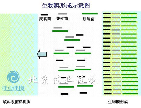 生物膜形成示意圖